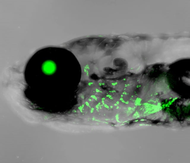 Human outer ear enhancer driving green fluorescence protein expression in the gills of a 2-week-old zebrafish. (Credit: Mathi Thiruppathy and the Gage Crump Lab)