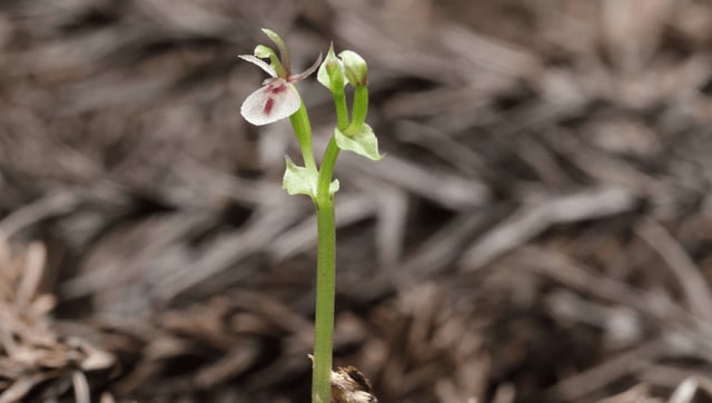 130-Year Mystery Solved As Orchid’s “Finger” Revealed As DIY Fertilization Fallback