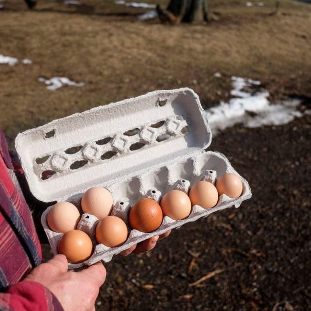 Casim Abbas, a mathematics professor at Michigan State University, shows the result of his morning's egg collection at his small egg farm at his home in Williamston, Michigan, on February 8, 2023.