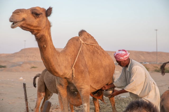Camel milk may be better for our immune health than cow's milk. (Leo Morgan/Shutterstock)