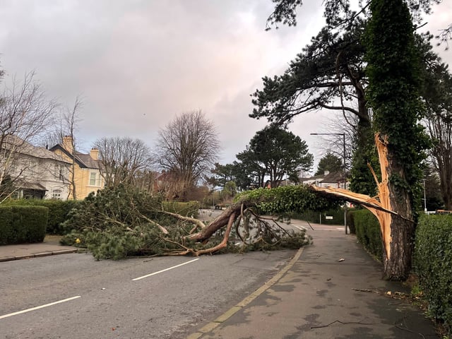 A fallen tree in east Belfast. Northern Ireland is bearing the brunt of the storm