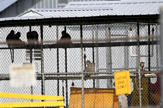 A view of the cages in the research facility where forty-three rhesus macaque monkeys escaped from in Yemassee, South Carolina, United States on November 8, 2024. Police in the US state of South Carolina issued a warning Thursday after 43 rhesus macaque monkeys escaped from a research facility in the town of Yemassee. The primates broke free from the Alpha Genesis Primate Research Center, prompting police to urge residents to secure their doors and windows, according to media reports.