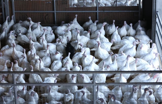 While the rising number of bird flue cases poses a risk to the health and welfare of birds, the risk to humans remains low (Photo: Nathan Stirk/Getty Images)