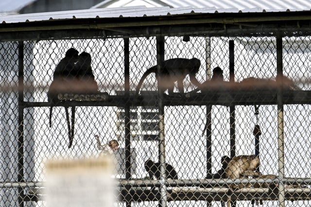 A view of the cages in the research facility where forty-three rhesus macaque monkeys escaped from in Yemassee, S.C., on Nov. 8, 2024.