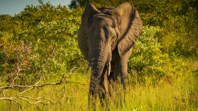 Todes-Drama im Safaripark: Ein Urlauber wurde von einem Elefanten angegriffen!