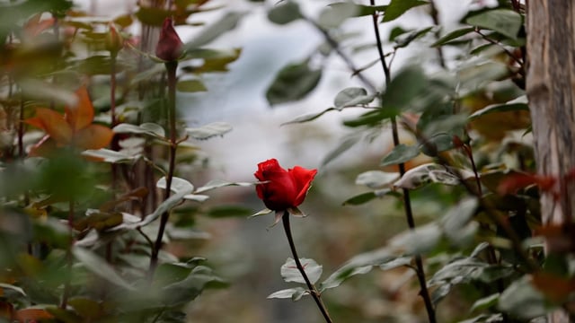 An uncut flower for export is seen in a plantation, ahead of Valentine's Day, at Sacha Rose farm, in Quito, Ecuador January 23, 2025. 