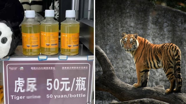 A Chinese zoo claimed that tiger urine, when mixed with white wine, helps treat rheumatoid arthritis and other conditions. 