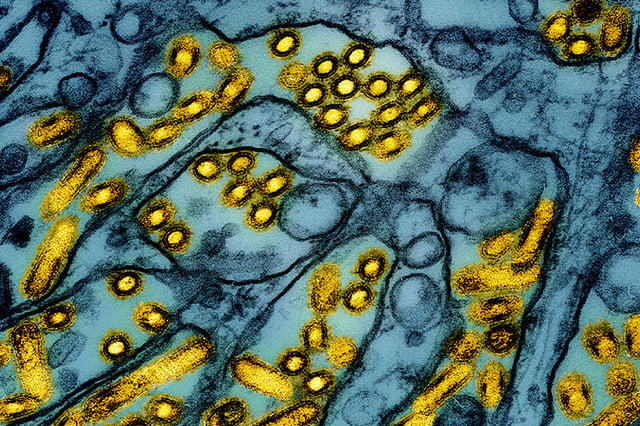 bird flu virus