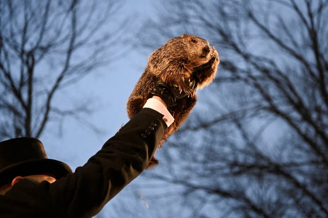Groundhog Punxsutawney Phil pictured as he makes his prediction on how long winter will last during the Groundhog Day Festivities, at Gobbler's Knob in Punxsutawney, Pennsylvania on Feb. 2, 2024.