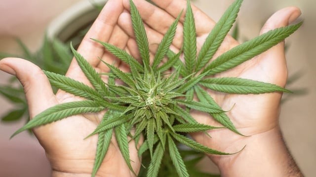 Can’t remember things after quitting weed? Here’s the science behind it.