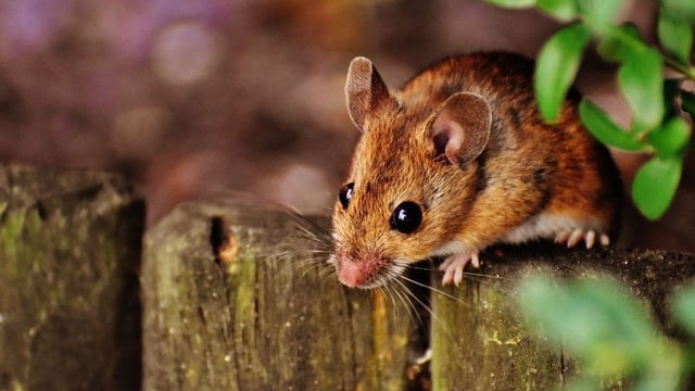 Scientists have successfully engineered a mouse with two male biological parents