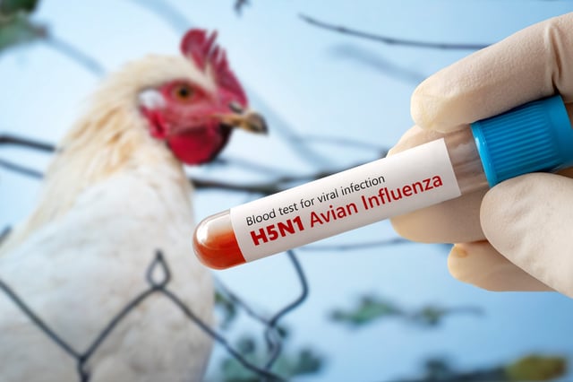 Poultry and a blood test for H5N1