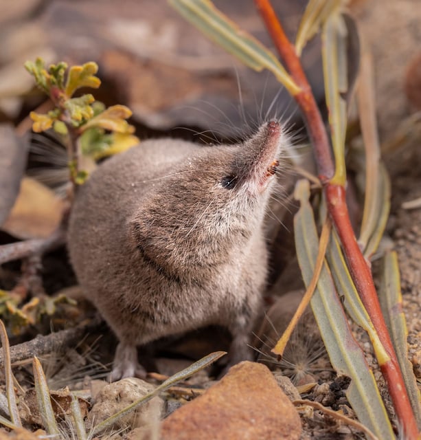 The Mount Lyell shrew previously was the only known mammal species in California not to have been photographed.