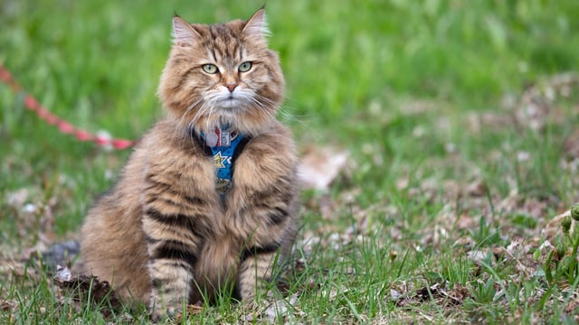 It is estimated that cats kill 27 million birds in the UK each year