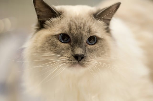 Scotland has no plans to ban cats after a new report suggested containment areas could be created to protect wildlife in 'vulnerable areas'