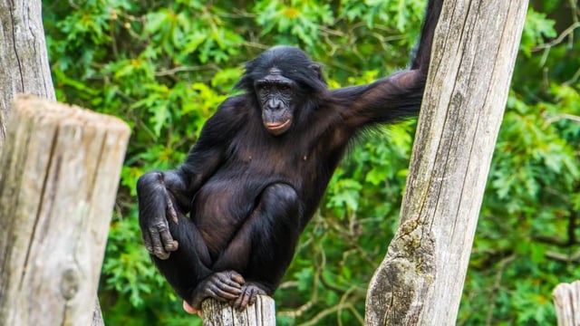 The study “demonstrated for the first time that apes will communicate unknown information in the name of teamwork”