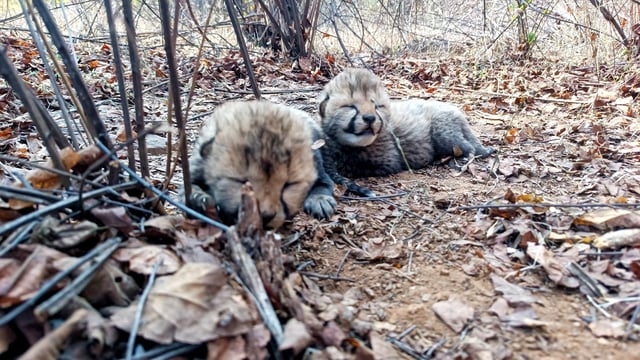 Female cheetah Veera gave birth the two cubs in Kuno on Tuesday, February 4. 