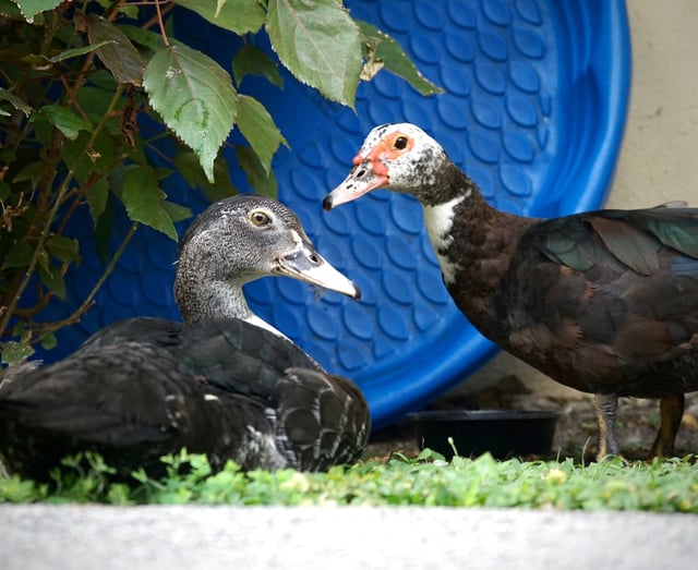 Invasive Muscovy ducks inhabiting a suburban backyard in South Florida. (Bill Kearney, South Florida Sun Sentinel)