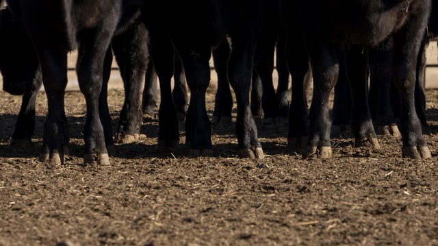This is the second known instance of avian flu being introduced into cattle herds by birds.