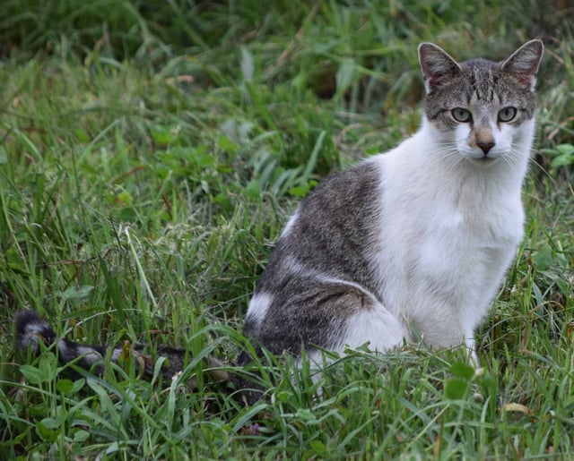 A feral cat.