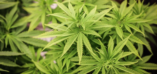 Cannabispflanzen (Symbolbild)