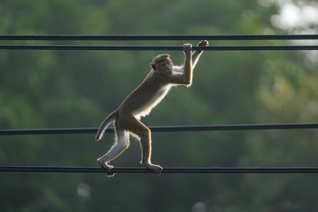 A toque macaque walks on the electric wires in Habarana, Sri Lanka, on February 7, 2025.