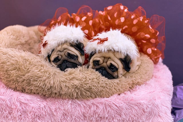 Pug dogs rest during the 149th Annual Westminster Kennel Club Dog Show at Jacob K. Javits Convention Center on February 10, 2025 in New York City.