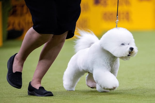 Neal, a Bichon Frise, competes to win the Non-Sporting Group during the 149th Annual Westminster Kennel Club Dog Show at the Madison Square Garden in New York City, New York, U.S., February 10, 2025. REUTERS/Eduardo Munoz
