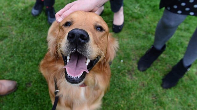 Pet owners across Australia are being urged to check their pet's microchip number and find out if they are affected by the potential closure of a major registration provider.