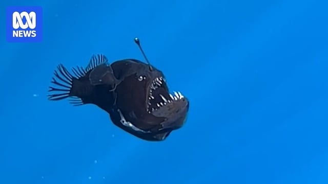 The female humpback anglerfish was spotted during a shark research expedition. 