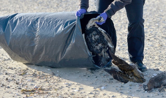Chatham Animal Control Officer Diane Byers was out collecting dead birds in Massachusetts early in the morning, Feb. 5, 2025. Area officials are responding to concerns about the H5N1 avian flu that has caused death in birds.