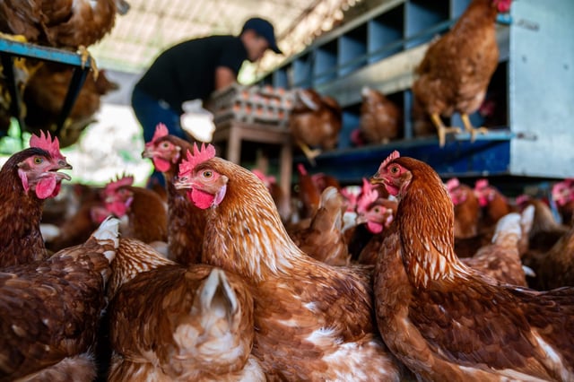 Bird flu has now spread to humans in a dozen states after public health officials confirmed Feb. 12, 2025, that an Ohio man had contracted the disease.