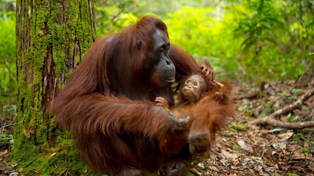 The biggest threat to orangutans is the destruction of their habitat
