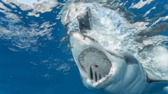 The 55-year-old woman attempted to “engage” with the shark when it suddenly lashed out.