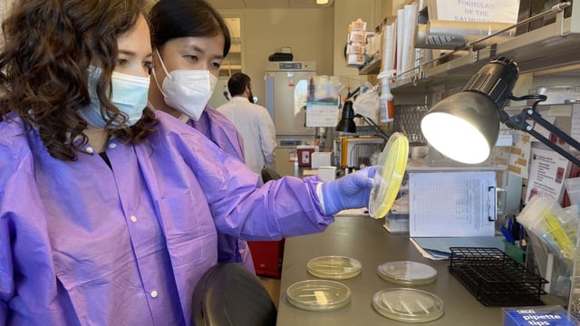 This photograph depicts Epidemic Intelligence Service (EIS) officers, Marissa Grossman (foreground), and Cam-Van Huynh (EIS Class of 2022), while at the Connecticut State Public Health Laboratory, examining antimicrobial resistance patterns in bacterial isolates that were part of a multistate outbreak.