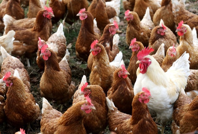 A chicken farm in Germany.