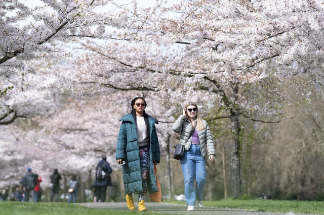 People walk through cherry blossom trees in Battersea Park. (Photo: PA)