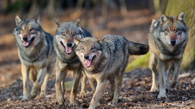 The scientists said 170 wolves across the Highlands would be enough to control red deer numbers