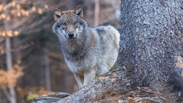 Reintroducing Wolves To Scotland Could Help Capture 1 Million Tons Of CO2 Per Year