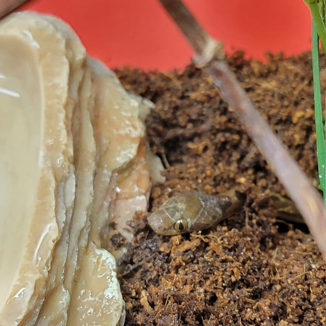 A cat-eyed snake found inside a grocery store shipment in Manchester, New Hampshire on Feb. 15, 2025.