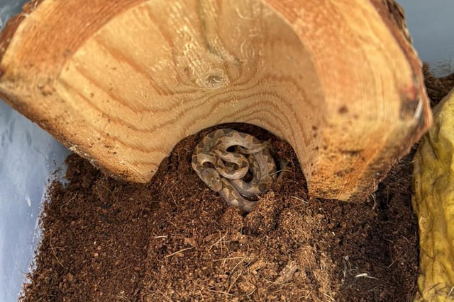 On Saturday, Feb. 15, a New Hampshire Fish and Game Law Conservation Officer responded to a local grocery store after employees discovered a Ornate Cat-eyed Snake in a shipment of bananas. 
