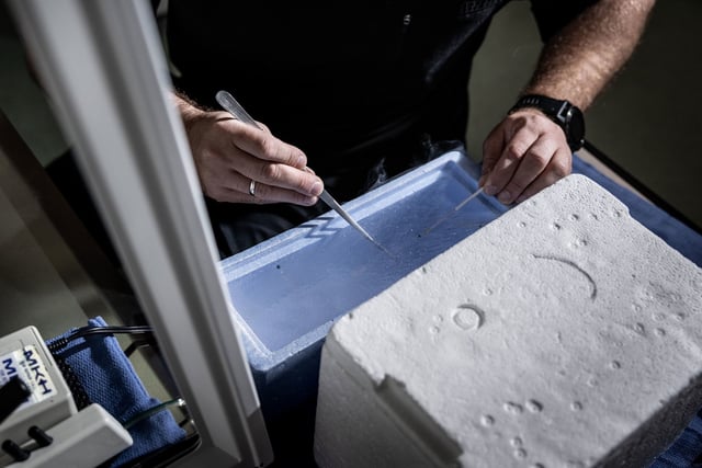 A senior embryologist at West Coast Fertility Centers in Fountain Valley, California, freezes embryos in liquid nitrogen on February 29, 2024.