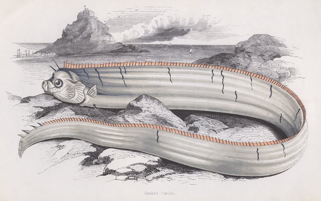 Bank&#39;s Oarfish, circa 1850.