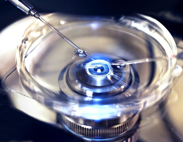 Close up of InVitro Fertilization in which donor sperm is injected into harvested egg cell to create embryo. Image Credits: Ted Horowitz / Getty Images