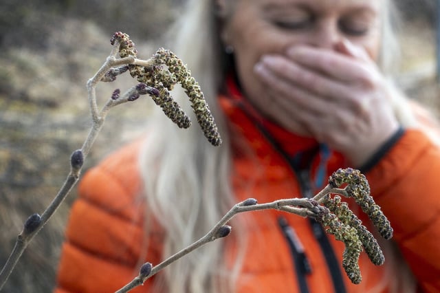 Les cyprès, thuyas et genévriers présentent actuellement un «risque d’allergie de niveau élevé».