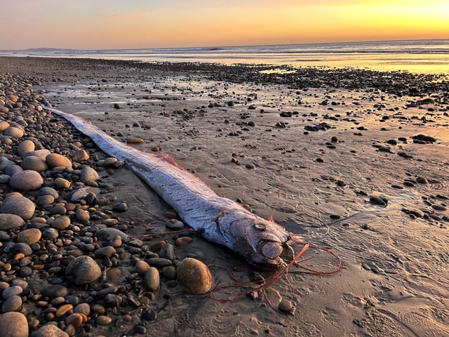 On Nov. 6, 2024, a 10-foot-long oarfish was found at Grandview Beach in Encinitas by Scripps Institution of Oceanography doctoral candidate Alison Laferriere. (Alison Laferriere/Scripps Institution of Oceanography/TNS)