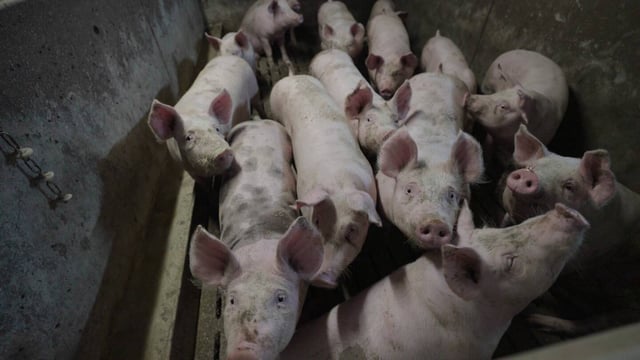 C’est la première fois qu’une enseigne de grande de distribution est attaquée en justice par l’association.
