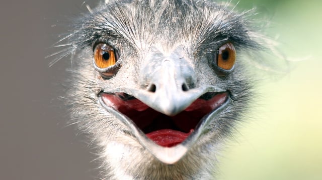 Emus were not necessarily less intelligent than other birds — they had just been studied less