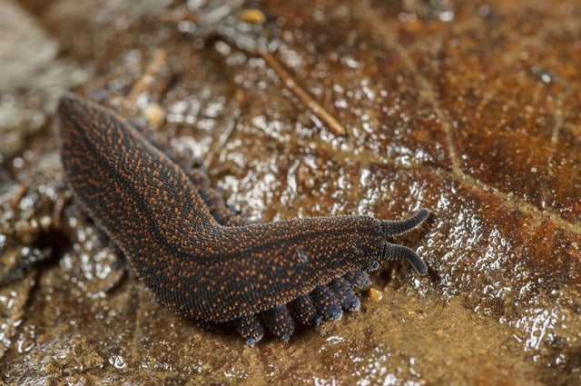 A New Zealand velvet worm rests on a leaf litter.