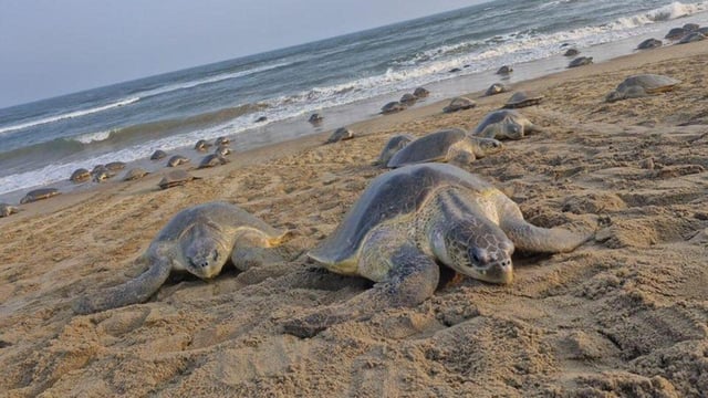 On an average, one Olive Ridley sea turtle lays 50-100 eggs during a season. (PCCF Wildlife Odisha)